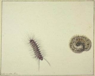 Rochus van Veen - Zwei BrenRaupen.webp