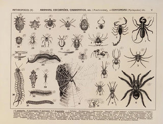Rodolpho von Ihering - Atlas da Fauna do Brasil Pl05.webp