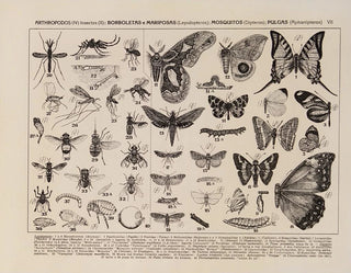 Rodolpho von Ihering - Atlas da Fauna do Brasil Pl07.webp