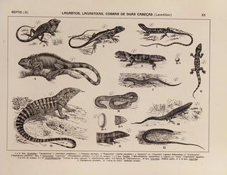 Rodolpho von Ihering - Atlas da Fauna do Brasil Pl20.webp