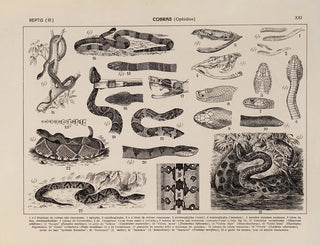 Rodolpho von Ihering - Atlas da Fauna do Brasil Pl21.webp