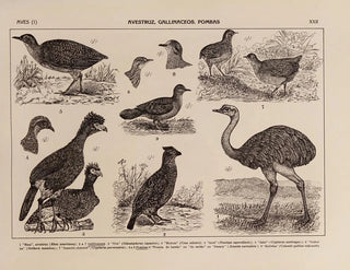 Rodolpho von Ihering - Atlas da Fauna do Brasil Pl22.webp