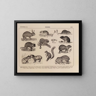 Rodolpho von Ihering - Atlas da Fauna do Brasil Pl32.webp