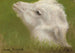 Tête d'un agneau - Rosa Bonheur — visning af kunstværket
