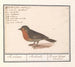 Rødhals Erithacus rubecula - Anselmus Botius de Boodt — visning af kunstværket