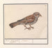 Rousserolle effarvatte Emberiza schoeniclus - Anselmus Botius de Boodt — visning af kunstværket