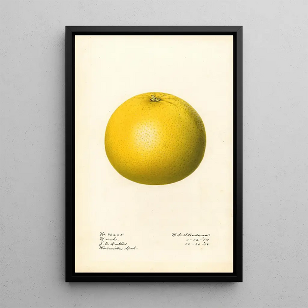 Citrus paradisi Marsh - Royal Charles Steadman — indrammet kunstværk på væggen