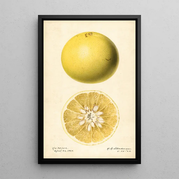 Citrus paradisi - Royal Charles Steadman — indrammet kunstværk på væggen