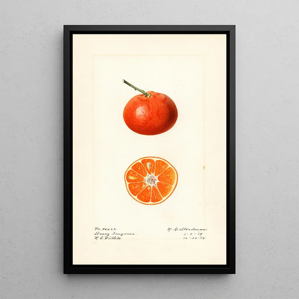 Citrus reticulata Dancy - Royal Charles Steadman — indrammet kunstværk på væggen