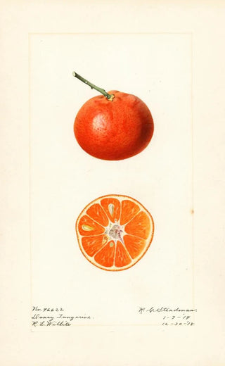 Royal Charles Steadman - Citrus reticulata Dancy.webp