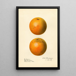 Royal Charles Steadman - Citrus sinensis Enterprise.webp