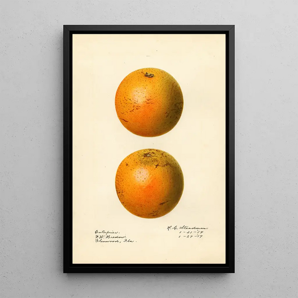 Citrus sinensis Enterprise - Royal Charles Steadman — indrammet kunstværk på væggen