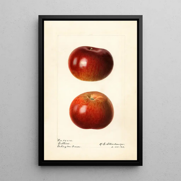 Malus domestica Collins - Royal Charles Steadman — indrammet kunstværk på væggen