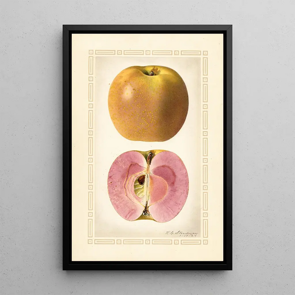 Malus domestica - Royal Charles Steadman - Royal Charles Steadman — indrammet kunstværk på væggen