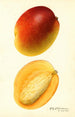Mangifera indica Hayden - Royal Charles Steadman - Royal Charles Steadman — visning af kunstværket