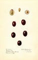 Olea europaea Manzanillo - Royal Charles Steadman - Royal Charles Steadman — visning af kunstværket