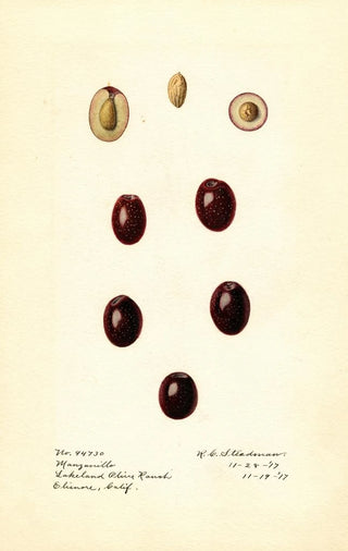 Royal Charles Steadman - Olea europaea Manzanillo.webp