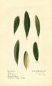 Olea europaea Mission - Royal Charles Steadman - Royal Charles Steadman — visning af kunstværket