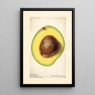 Royal Charles Steadman - Persea Waldin.webp