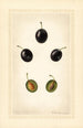 Prunus domestica Mackinan - Royal Charles Steadman - Royal Charles Steadman — visning af kunstværket