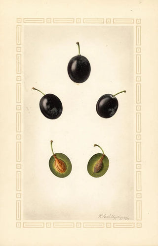 Royal Charles Steadman - Prunus domestica Mackinan.webp