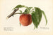 Prunus persica Admiral Dewey - Royal Charles Steadman — visning af kunstværket