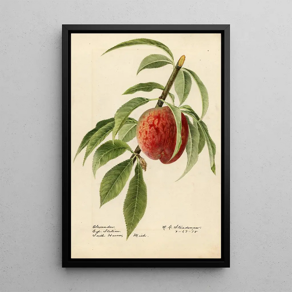 Prunus persica Alexander - Royal Charles Steadman - Royal Charles Steadman — indrammet kunstværk på væggen