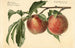 Prunus persica Carman - Royal Charles Steadman — visning af kunstværket