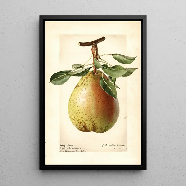 Pyrus communis King Karl - Royal Charles Steadman - Royal Charles Steadman — indrammet kunstværk på væggen