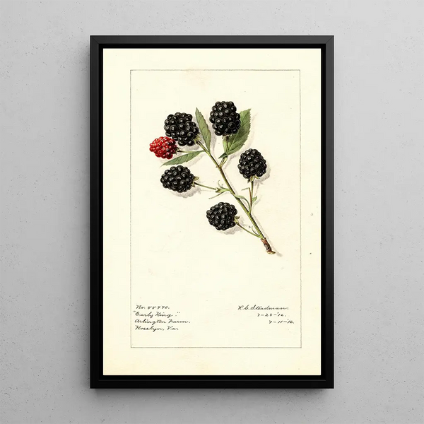 Rubus Early King - Royal Charles Steadman - Royal Charles Steadman — indrammet kunstværk på væggen