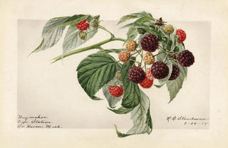 Royal Charles Steadman - Rubus Haymaker.webp