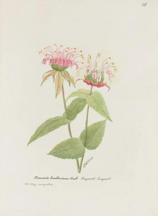 S Fred Prince - Bergamot lungwort.webp