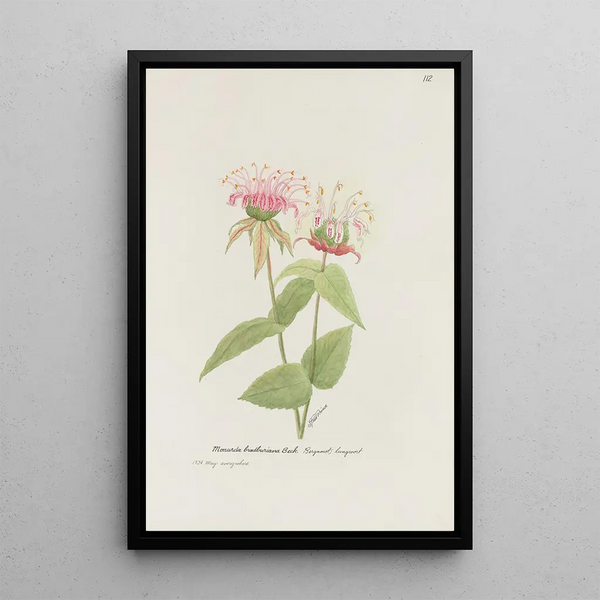 S Fred Prince - Bergamot lungwort.webp
