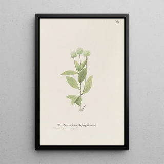 S Fred Prince - New Jersey tea red root.webp