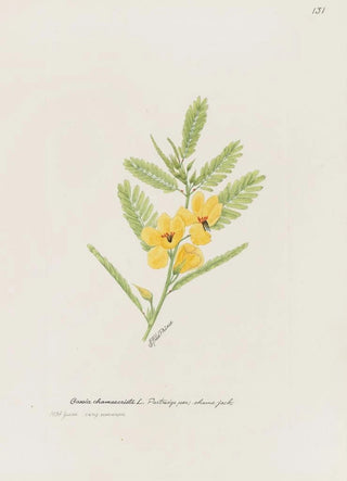 S Fred Prince - Partridge pea shame jack.webp