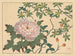Pivoine - Sakai Hōitsu — visning af kunstværket
