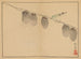 Sakai Hoitsu, blomster- og fuglemaleri, Pl. 13 - Sakai Hōitsu — visning af kunstværket