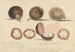 maleriet "Le fruit du mangoustan, Malacca" - Samuel Davis — visning af kunstværket