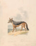 Chacal à dos noir - Samuel Howitt — visning af kunstværket