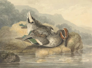 Samuel Howitt - Dead Teal.webp
