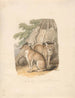 To huskies - Samuel Howitt — visning af kunstværket
