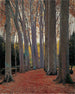 Allée des Platanes - Santiago Rusiñol — visning af kunstværket