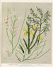 1 Carmichaelia odorata 2 C Flagelliformis og frugt 3 C Williamsii og frugt 4 Notospartium carmichaelia og frugt Planche 26 - Sarah Featon — visning af kunstværket
