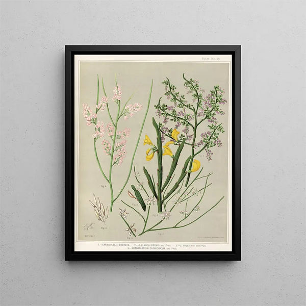 Sarah Featon - 1 Carmichaelia odorata 2 C Flagelliformis and Fruit 3 C Williamsii and Fruit 4Notospartium carmichaelia and Fruit Plate 26.webp