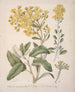 Marguerite Brachyglottis - Sarah Featon — visning af kunstværket