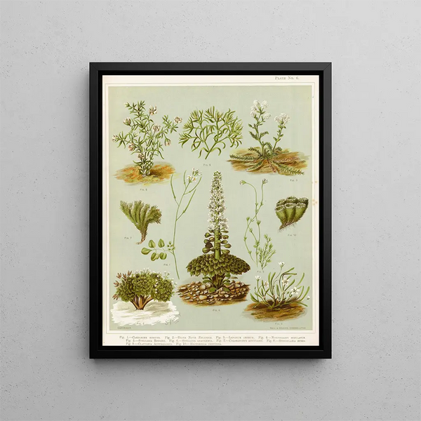 Fig 1 Cardamine hirsuta Fig 2 Braya de Nouvelle-Zélande Fig 3 Lepidium incisum Fig 4 Notothalspi rosulatum Planche 6 - Sarah Featon — indrammet kunstværk på væggen