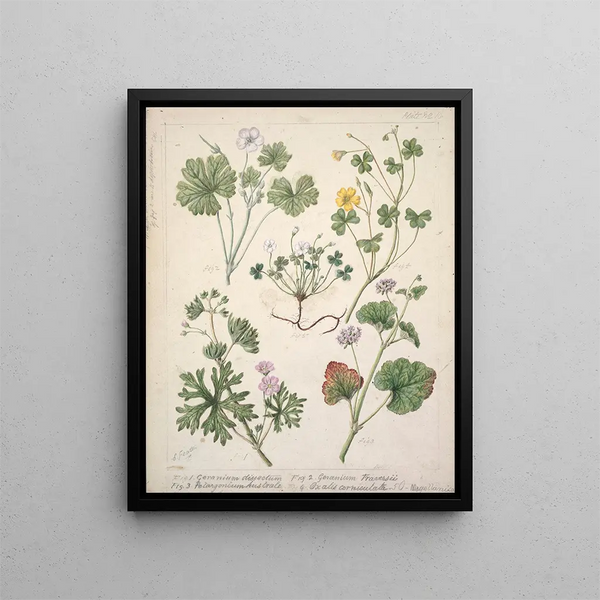 Géranium dissectum Géranium traversii Pelargonium australe Oxalis corniculata Magellanica - Sarah Featon — indrammet kunstværk på væggen