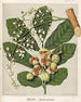 Reproduktion af maleriet KoheKohe Dysoxylum spectabile - Sarah Featon