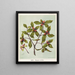 Piripiri Pittosporum cornifolium, Planche 10 - Sarah Featon — indrammet kunstværk på væggen