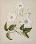 Puawananga Clematis indivisa - Sarah Featon — visning af kunstværket